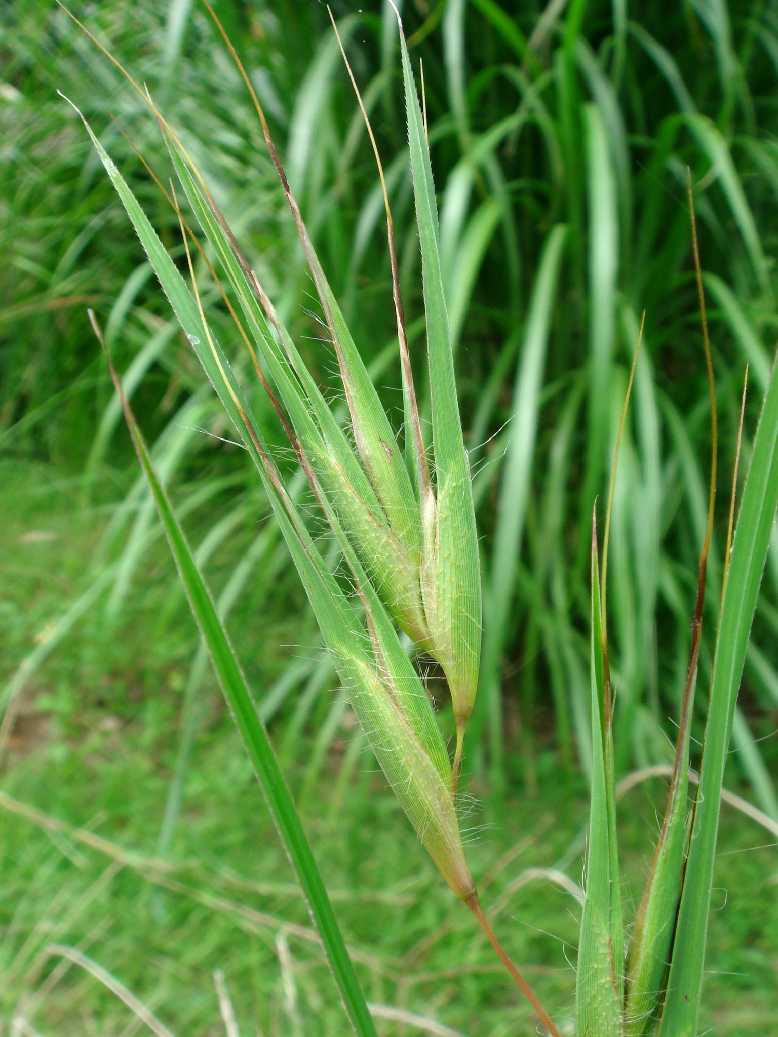 Themeda triandra Forsskål